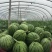 早春红玉1斤打底9成熟2茬