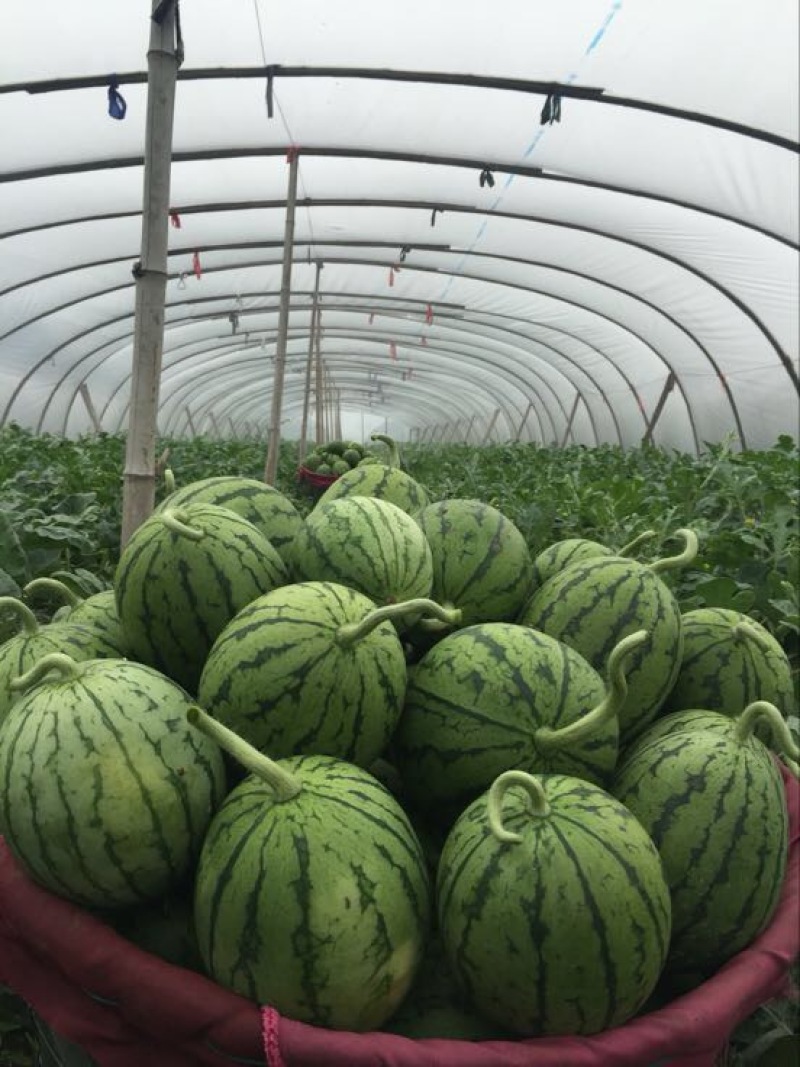 早春红玉1斤打底9成熟2茬
