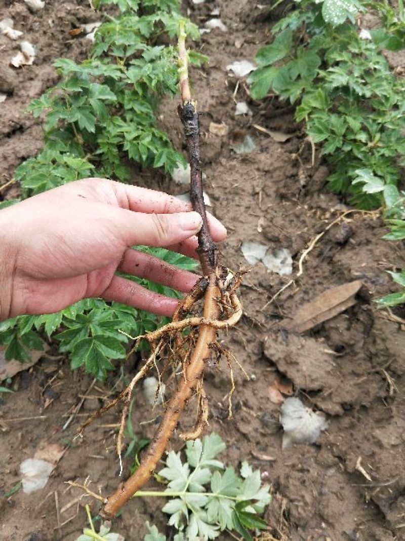 牡丹花苗嫁接苗一年生牡丹小苗牡丹花小苗