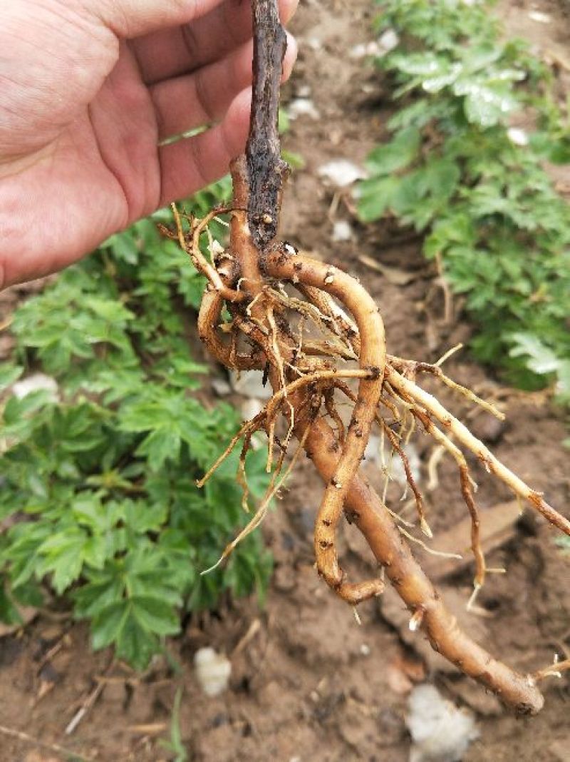 牡丹花苗嫁接苗一年生牡丹小苗牡丹花小苗