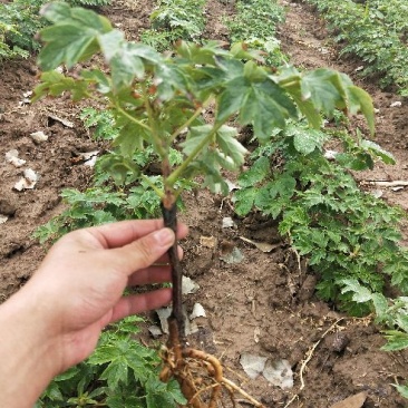 牡丹花苗嫁接苗一年生牡丹小苗牡丹花小苗