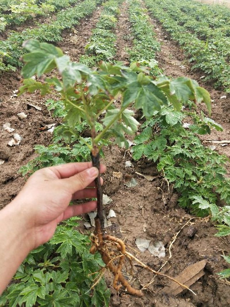 牡丹花苗嫁接苗一年生牡丹小苗牡丹花小苗