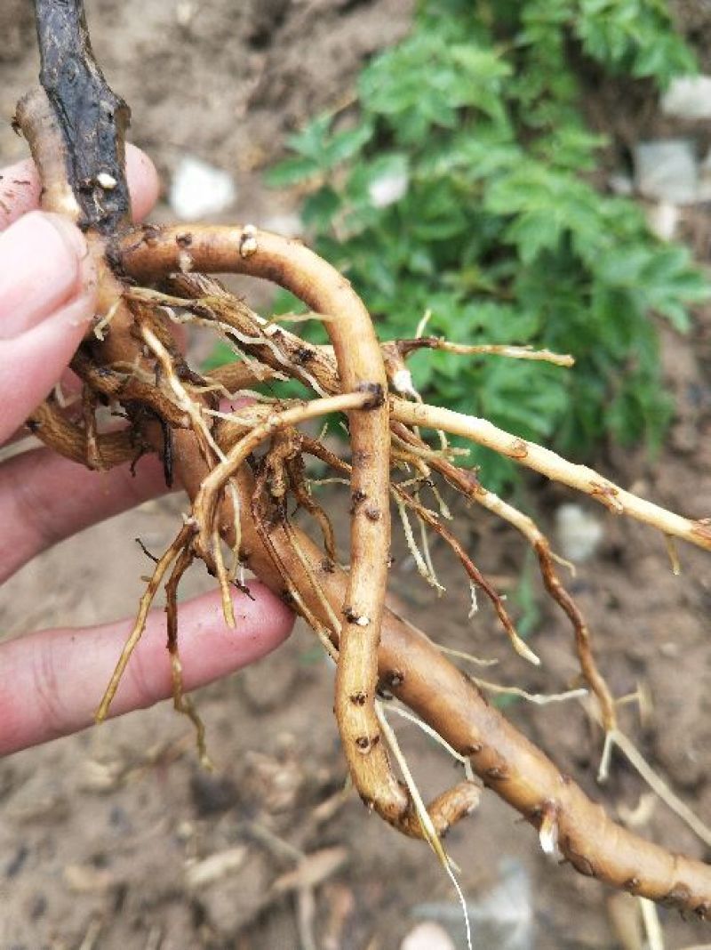 牡丹花苗嫁接苗一年生牡丹小苗牡丹花小苗