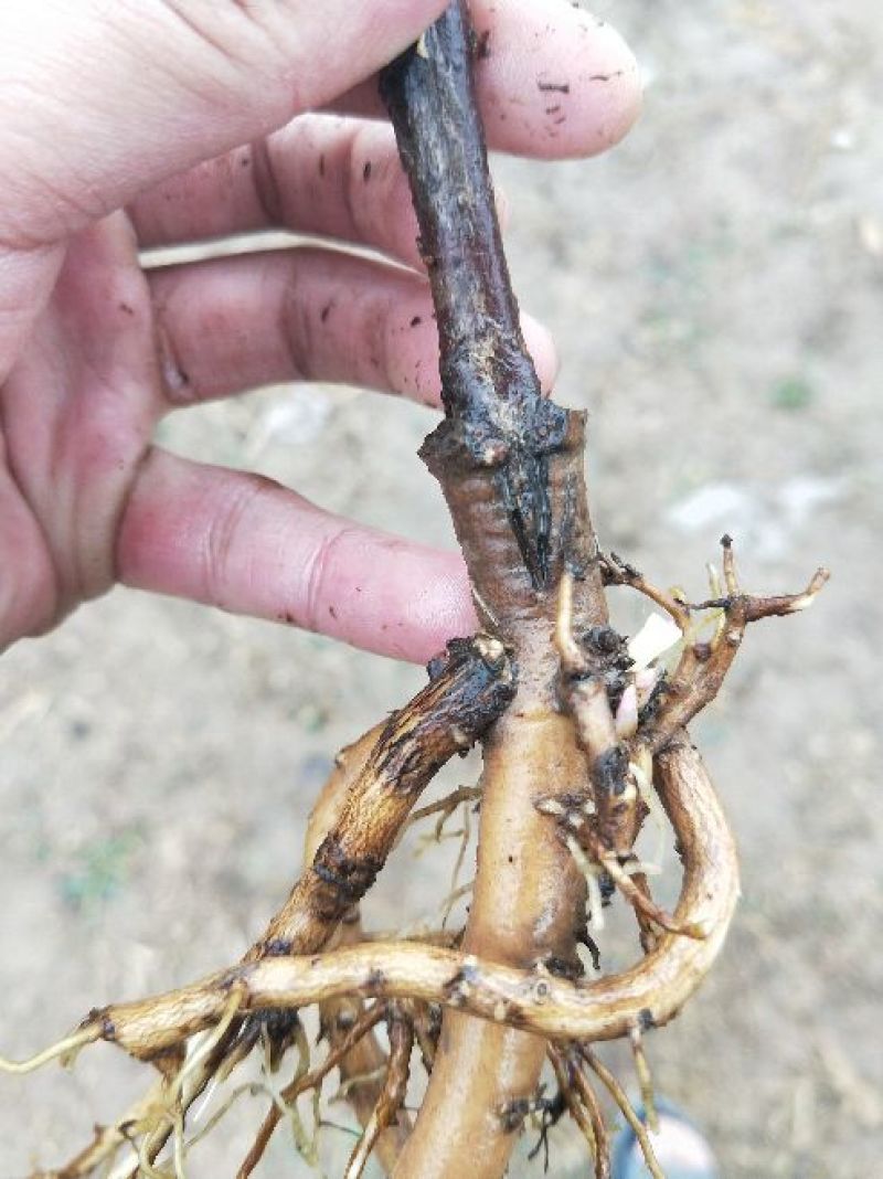 牡丹花苗嫁接苗一年生牡丹小苗牡丹花小苗