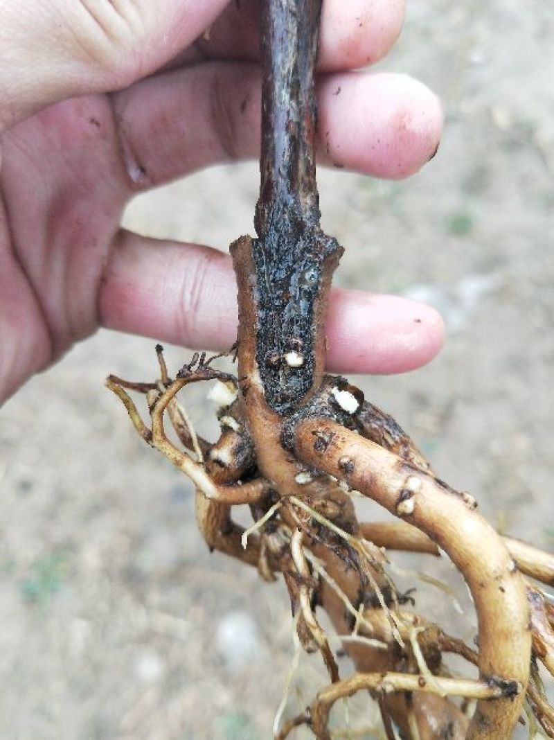 牡丹花苗嫁接苗一年生牡丹小苗牡丹花小苗