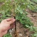牡丹花苗嫁接苗一年生牡丹小苗牡丹花小苗