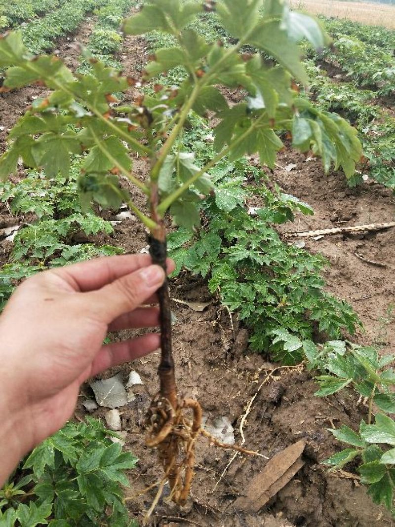 牡丹花苗嫁接苗一年生牡丹小苗牡丹花小苗