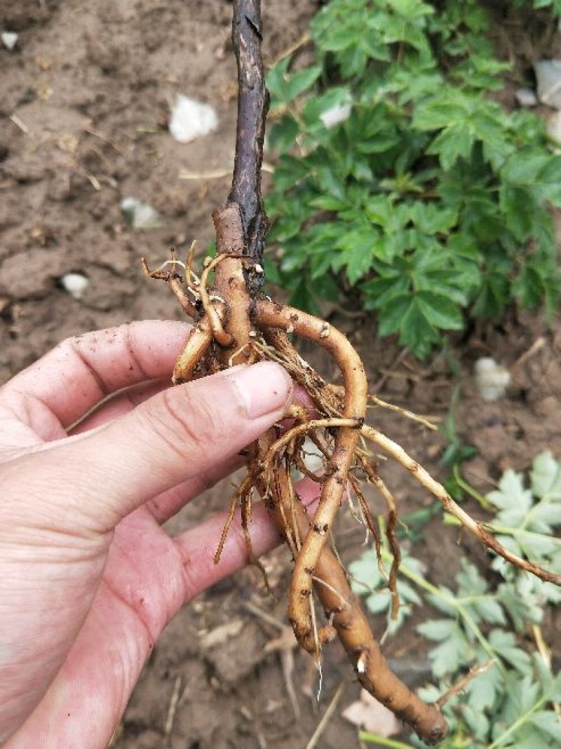 牡丹花苗嫁接苗一年生牡丹小苗牡丹花小苗