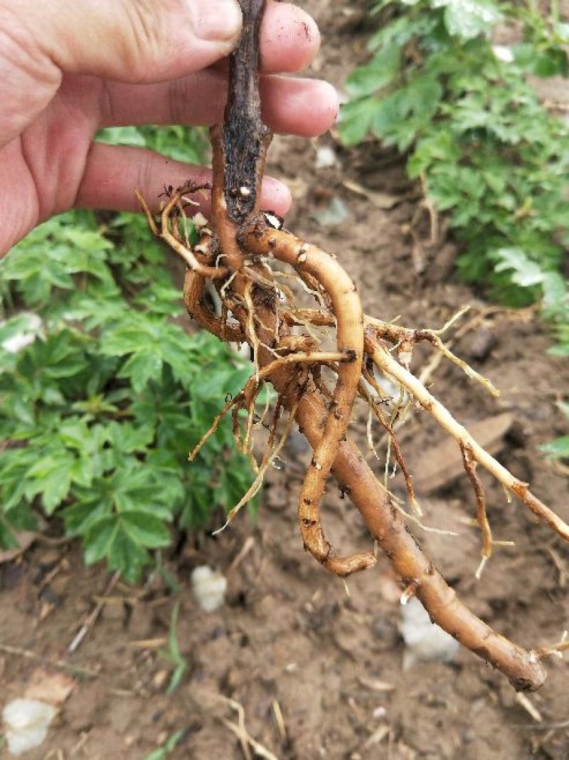 牡丹花苗嫁接苗一年生牡丹小苗牡丹花小苗