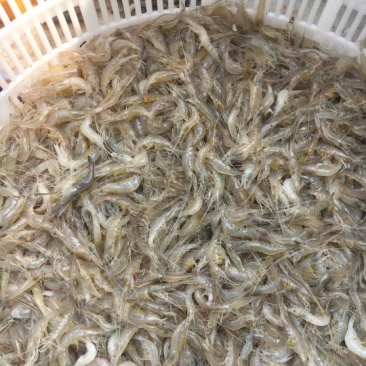 小虾