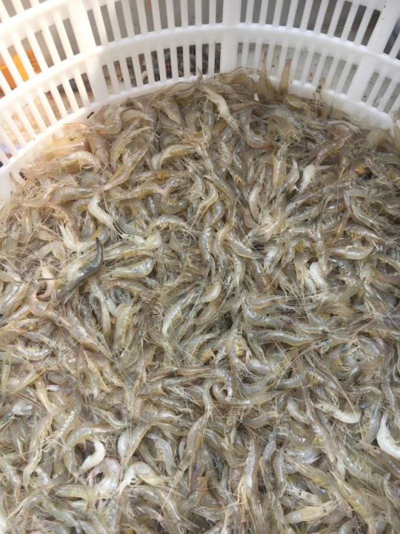 小虾