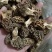 纯野生羊肚菌