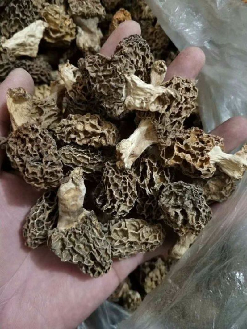 纯野生羊肚菌
