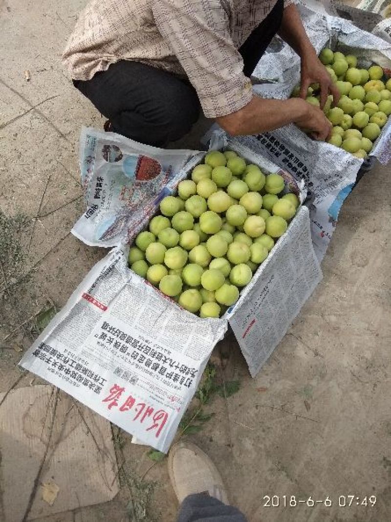 遵化三丰香白杏，山地水浇地，自然成熟口感好表光好