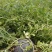 黑皮无籽西瓜8斤打底9成熟1茬以上