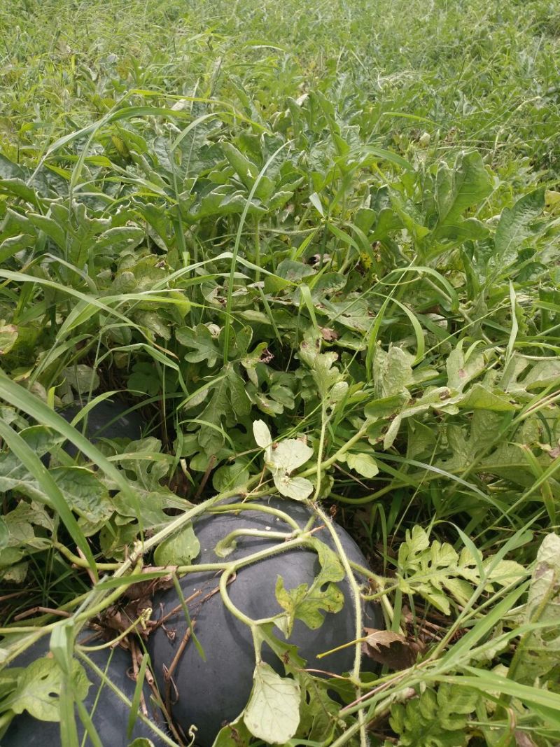 黑皮无籽西瓜8斤打底9成熟1茬以上