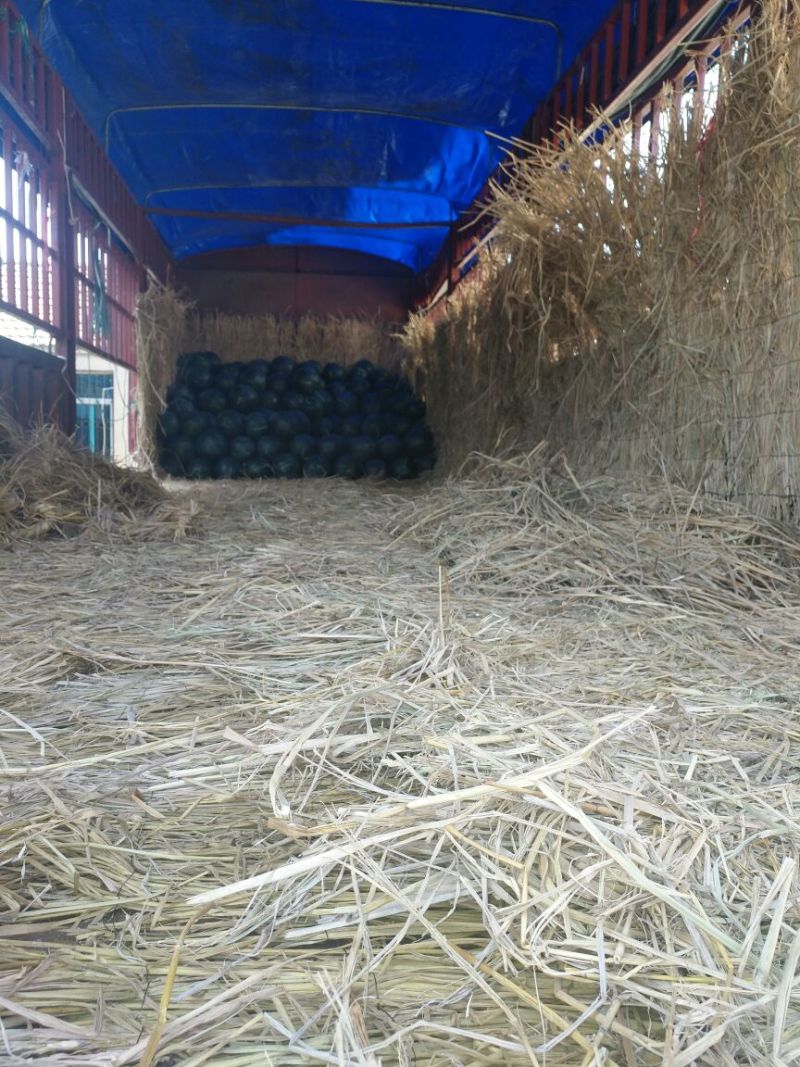 黑皮无籽西瓜8斤打底9成熟1茬以上