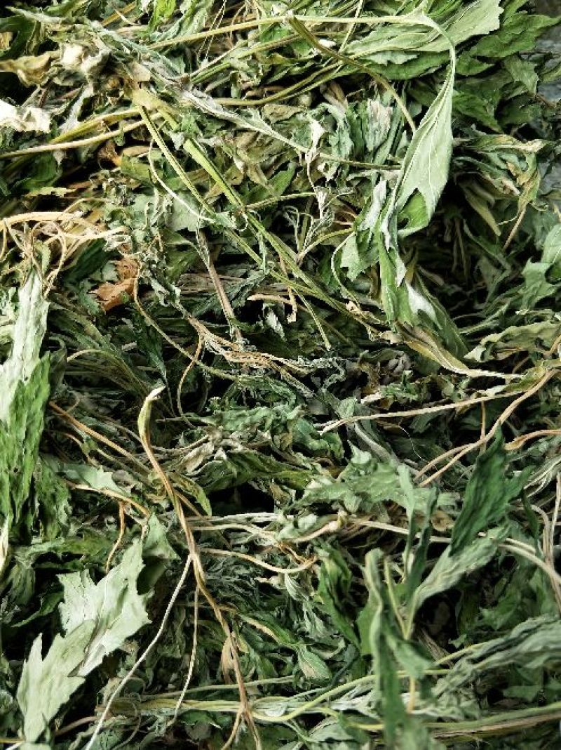 益母草