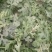 锦王西瓜8斤打底9成熟1茬