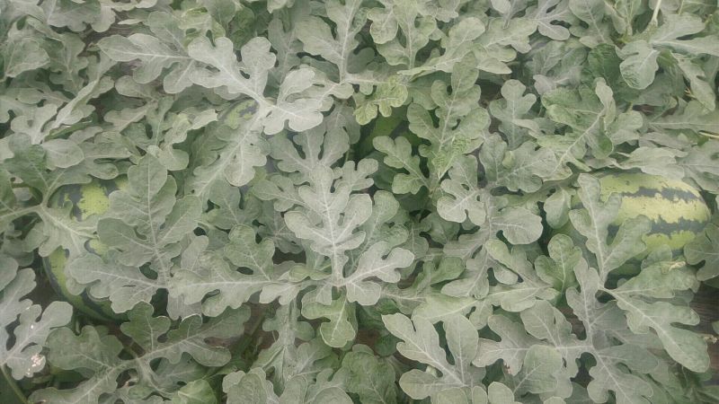 锦王西瓜8斤打底9成熟1茬