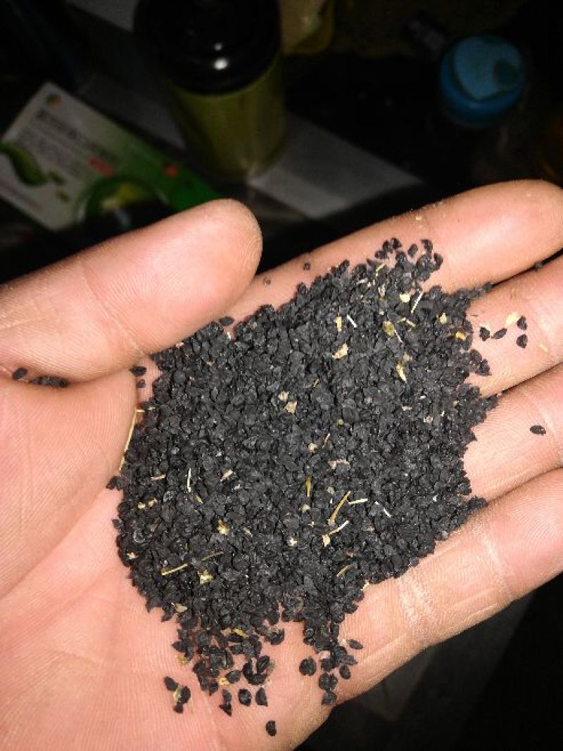洋葱籽