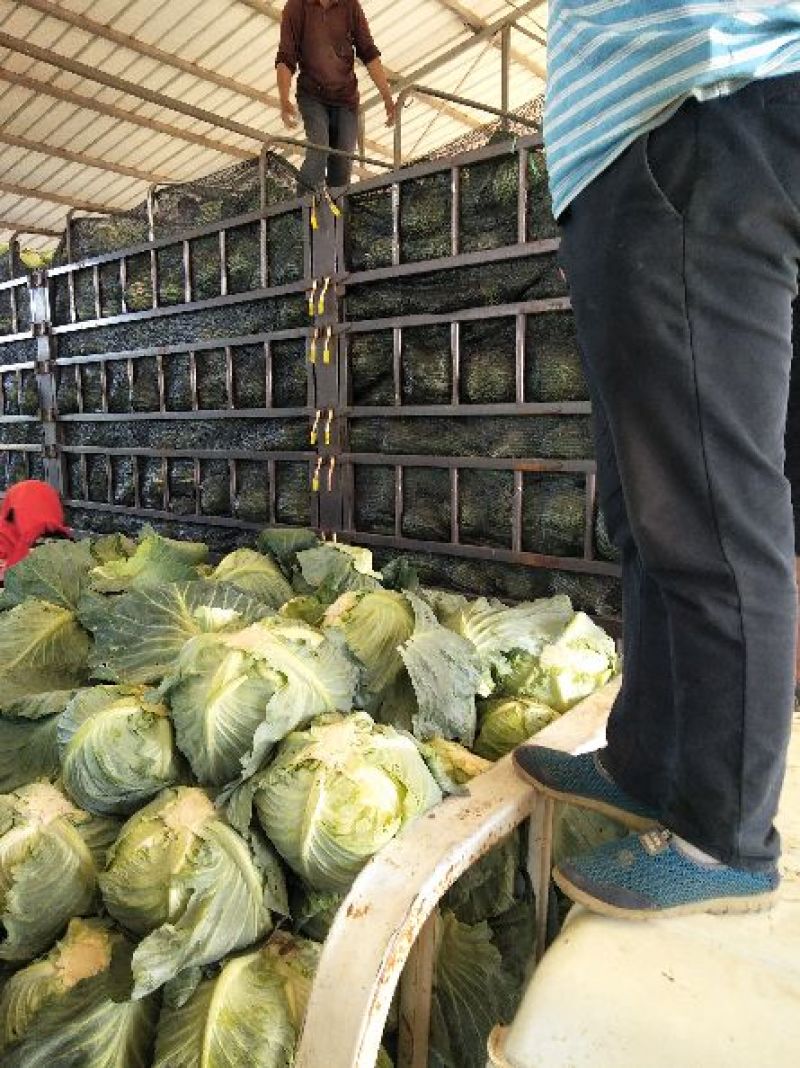 奥奇呐甘蓝3-----6斤，绿，扁，口感好，适合出口，市