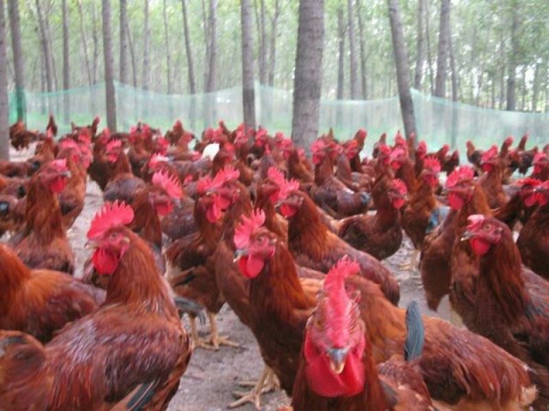 供应红玉母鸡苗/九斤红母鸡苗380母鸡苗