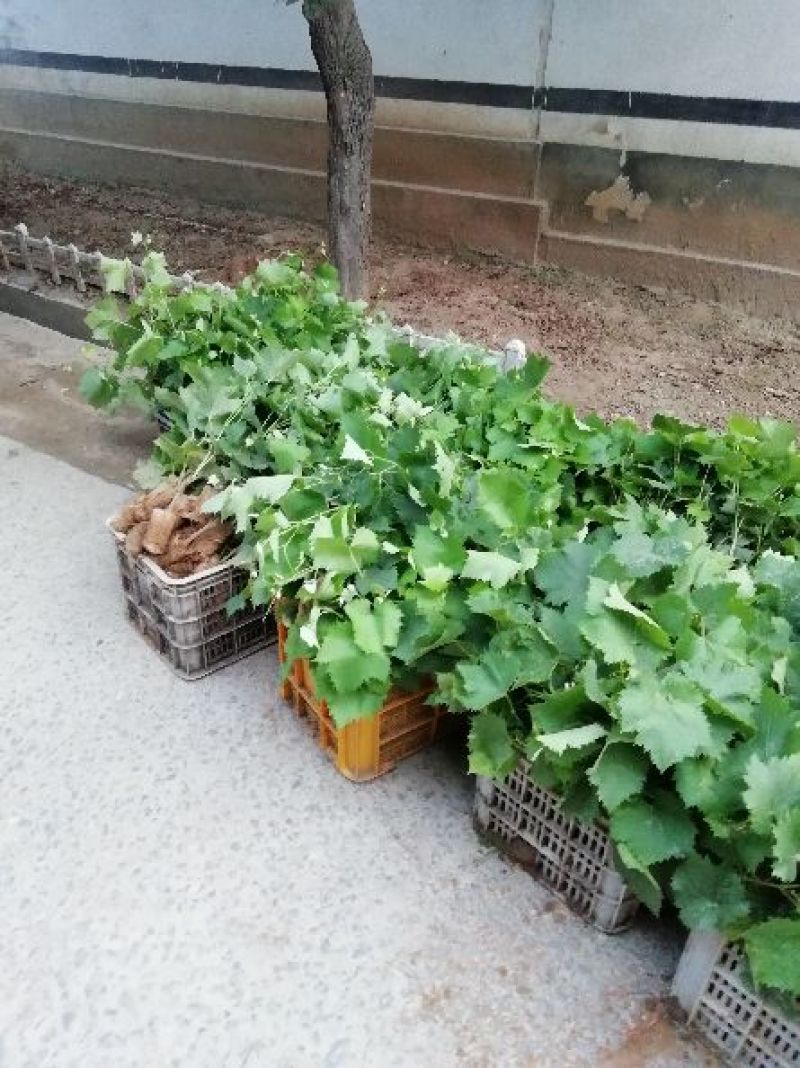 优质葡萄苗供应基地