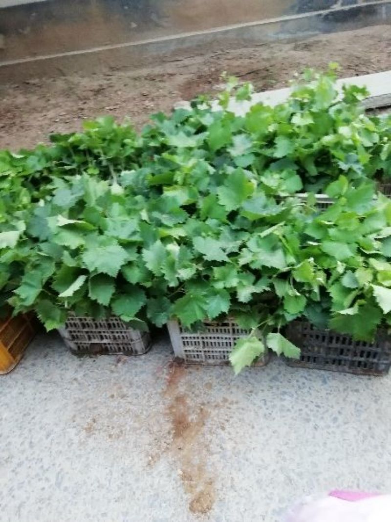 优质葡萄苗供应基地