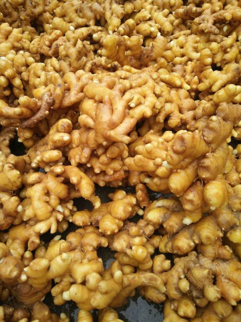 精品洗姜大量供应
