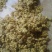精品洗姜大量供应