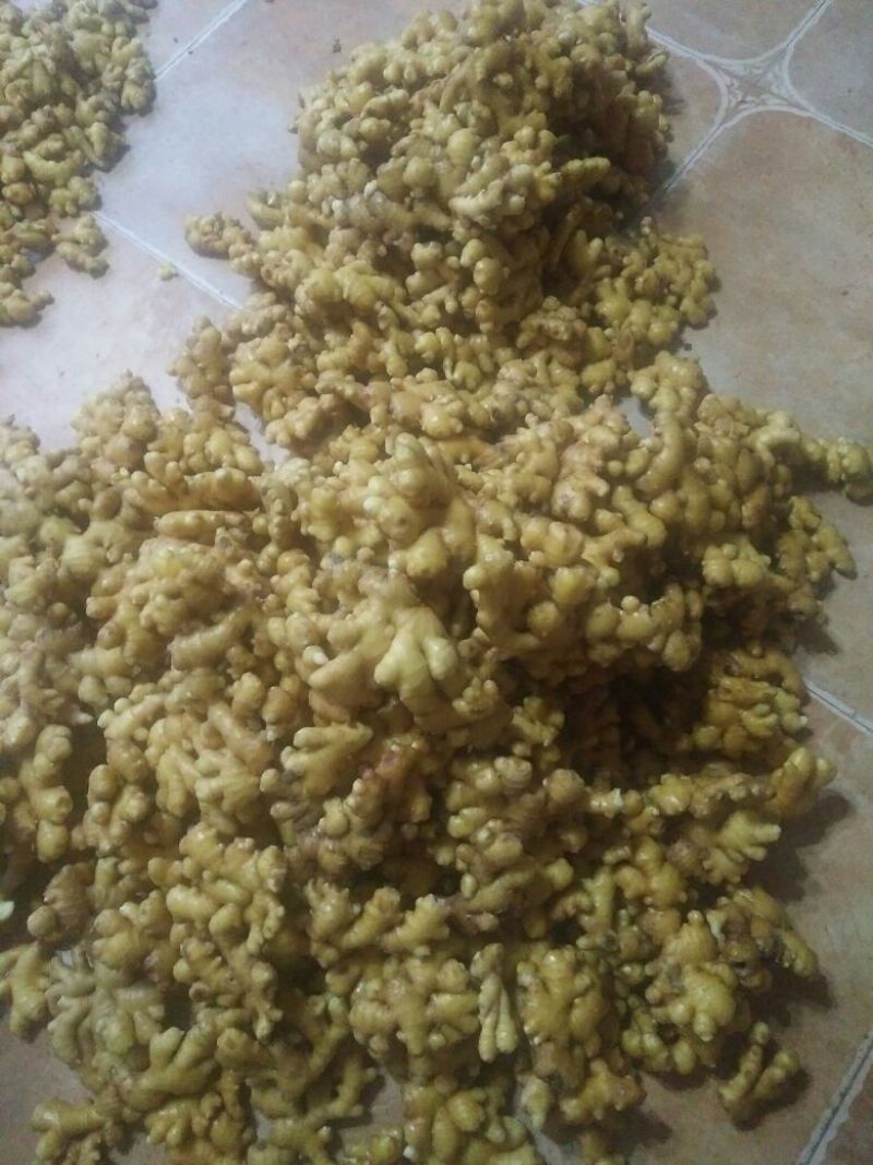 精品洗姜大量供应