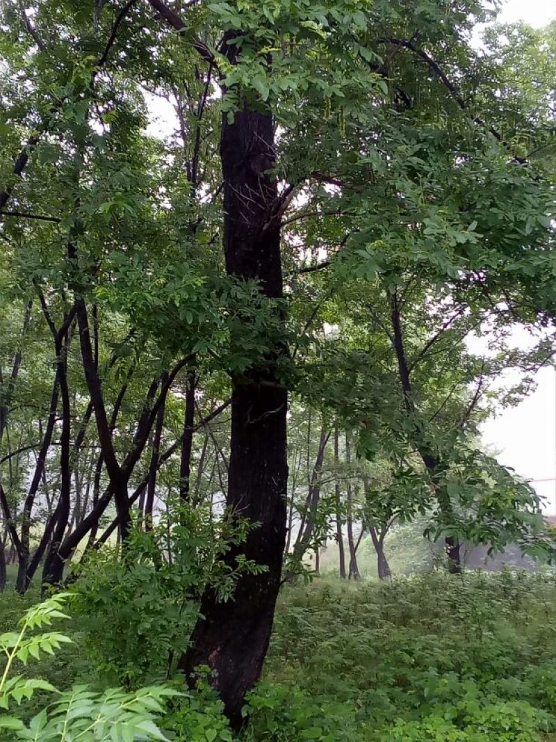 鬼柳树