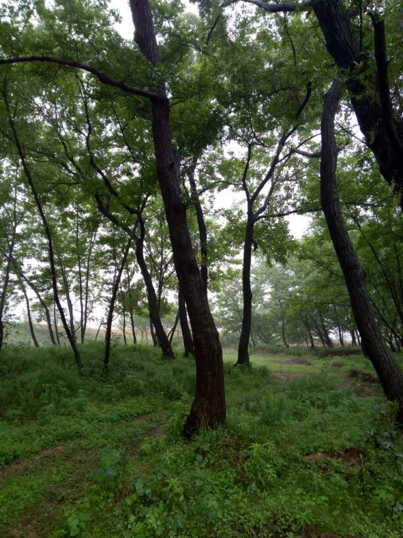 鬼柳树
