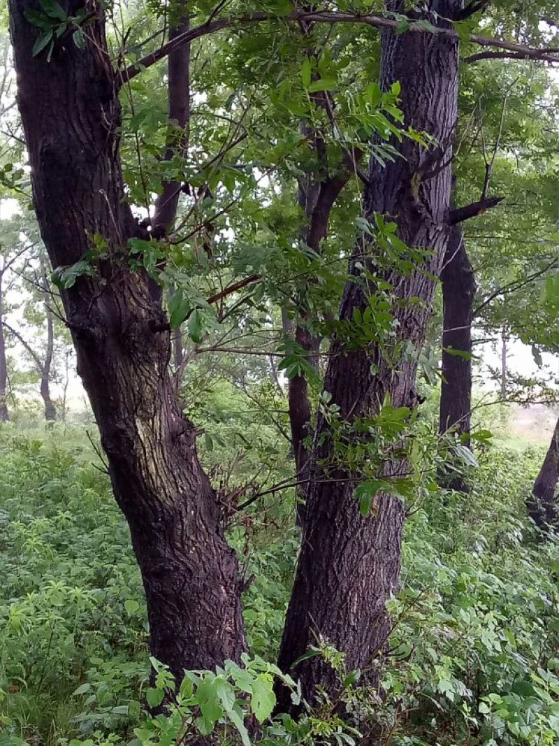 鬼柳树