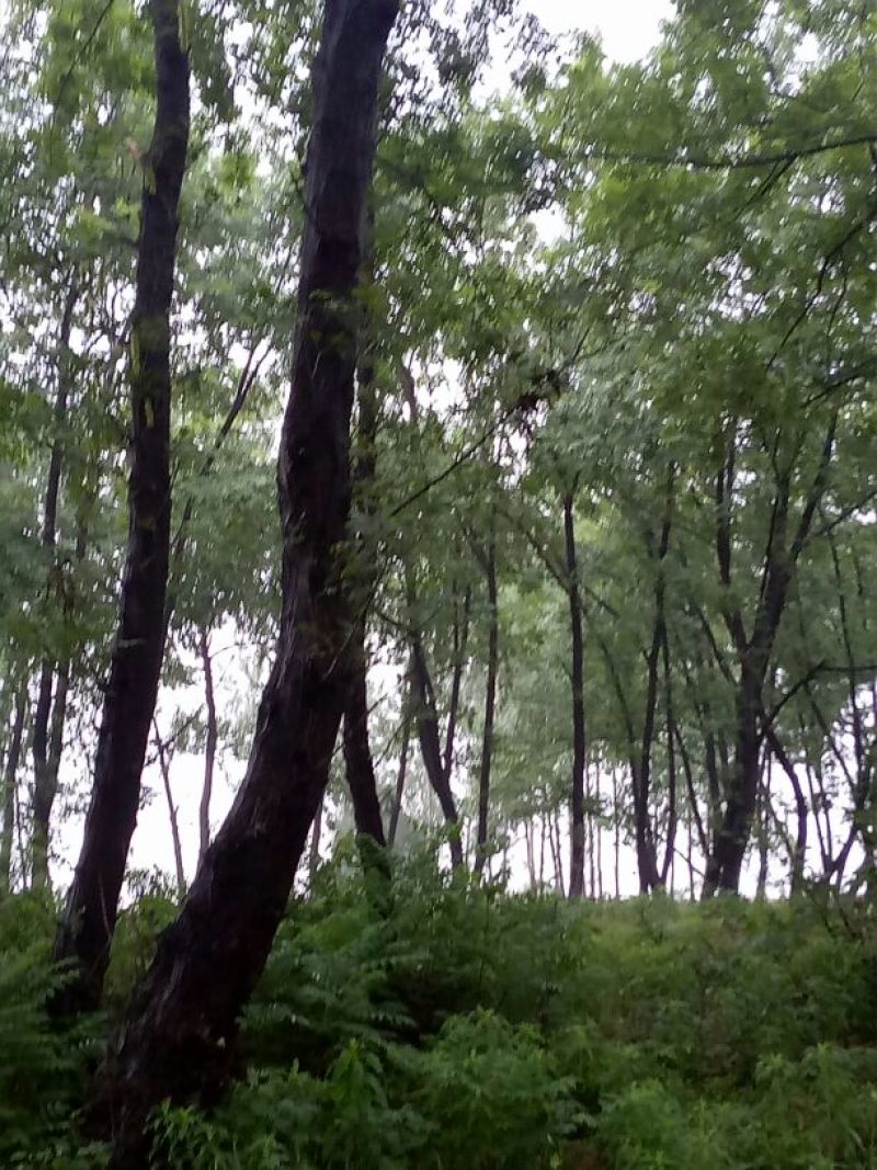 鬼柳树