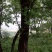 鬼柳树