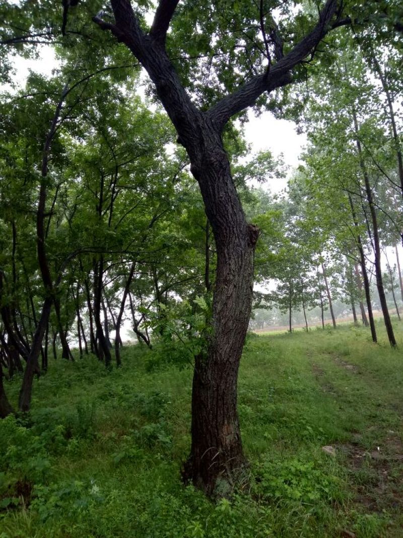 鬼柳树
