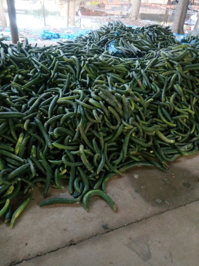 黄瓜头
