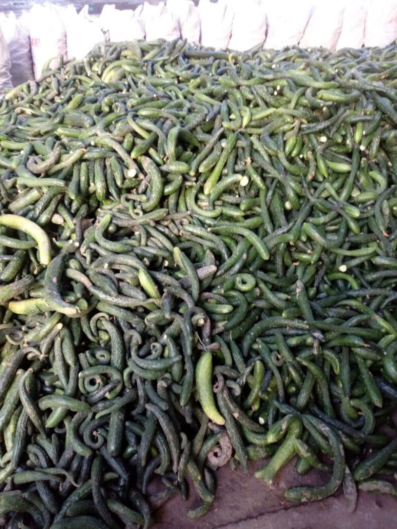 黄瓜头