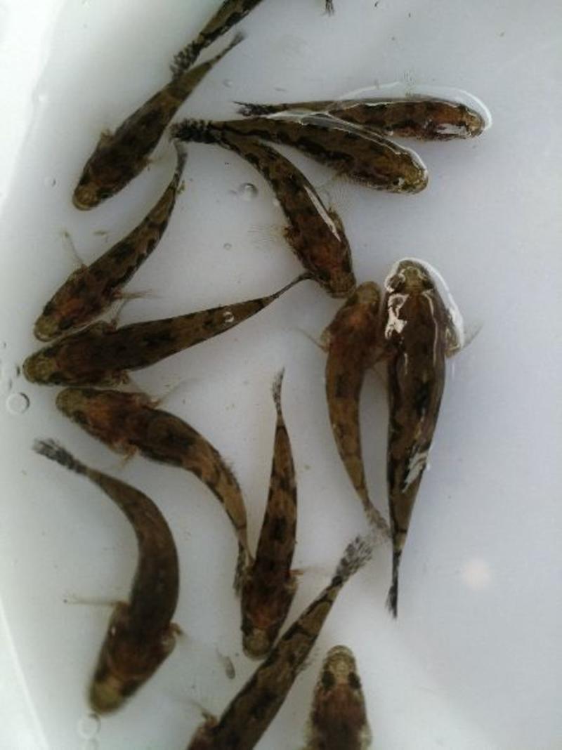 笋壳鱼苗泰国笋壳鱼苗3-5公分渔场产地直供