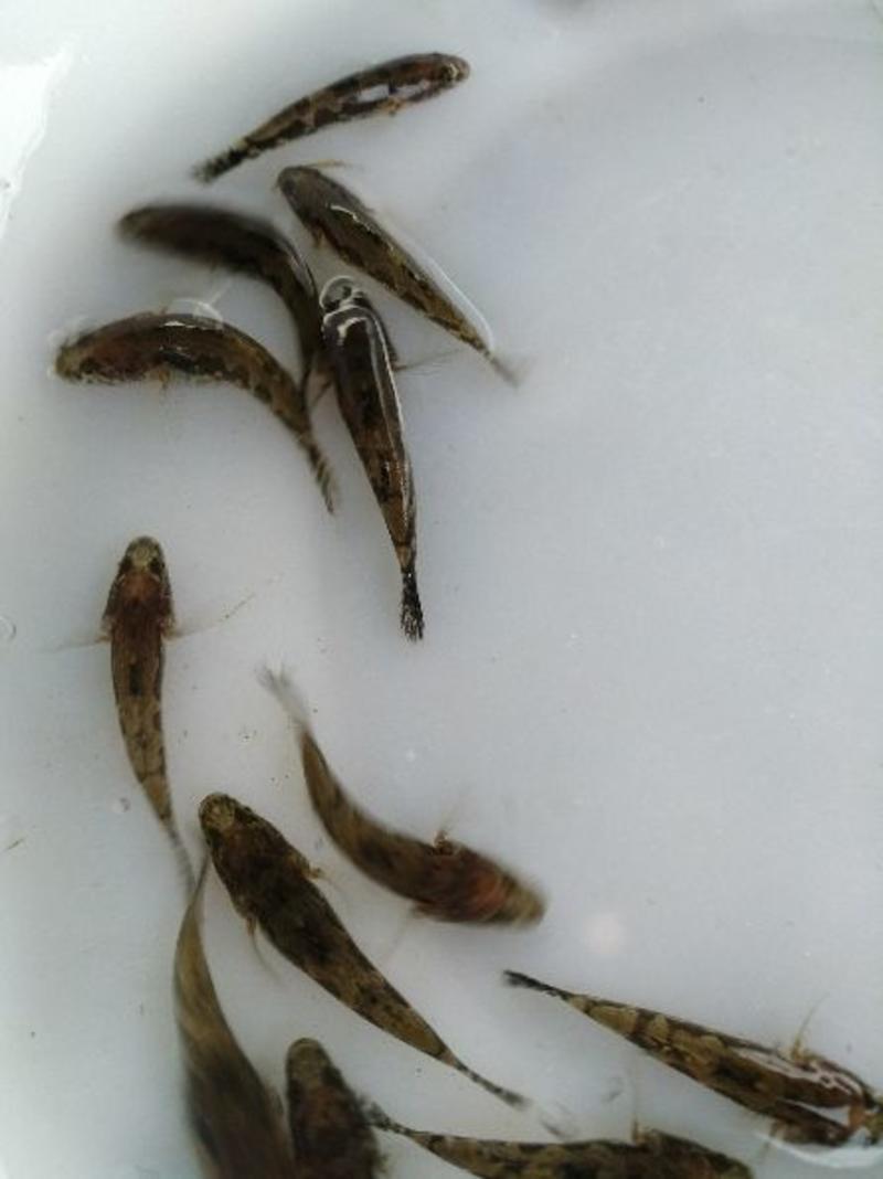 笋壳鱼苗泰国笋壳鱼苗3-5公分渔场产地直供