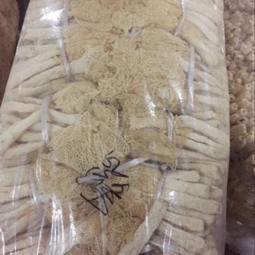 长裙竹荪二级