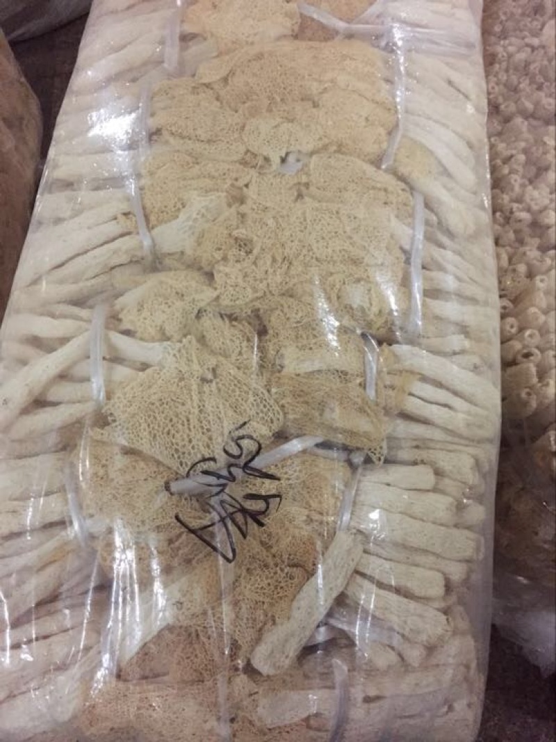长裙竹荪二级