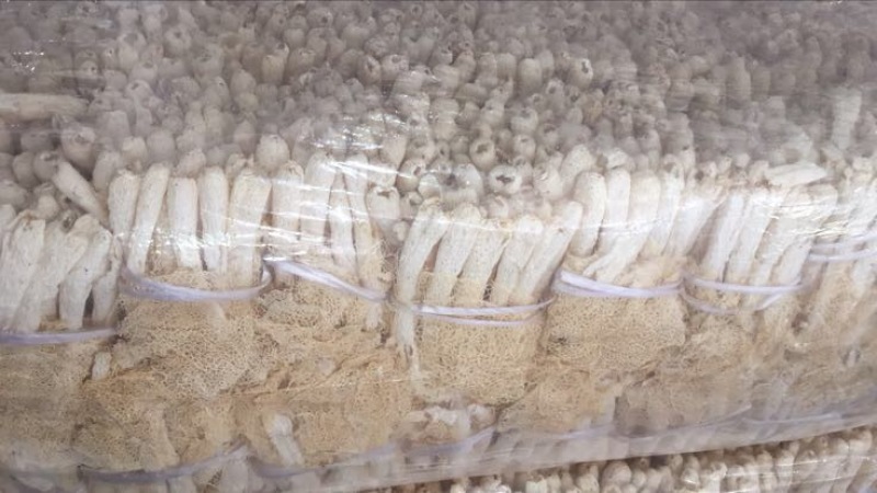 长裙竹荪二级