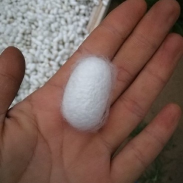 蚕茧