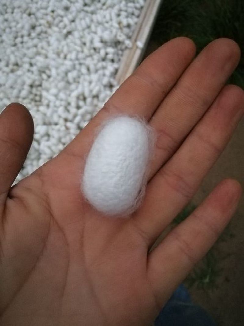 蚕茧