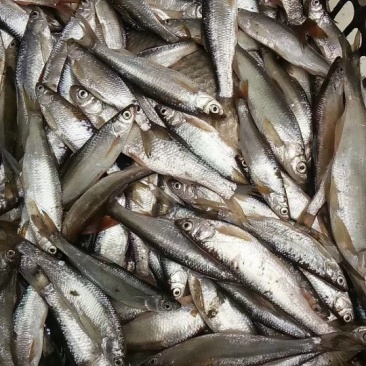 餐鲦鱼