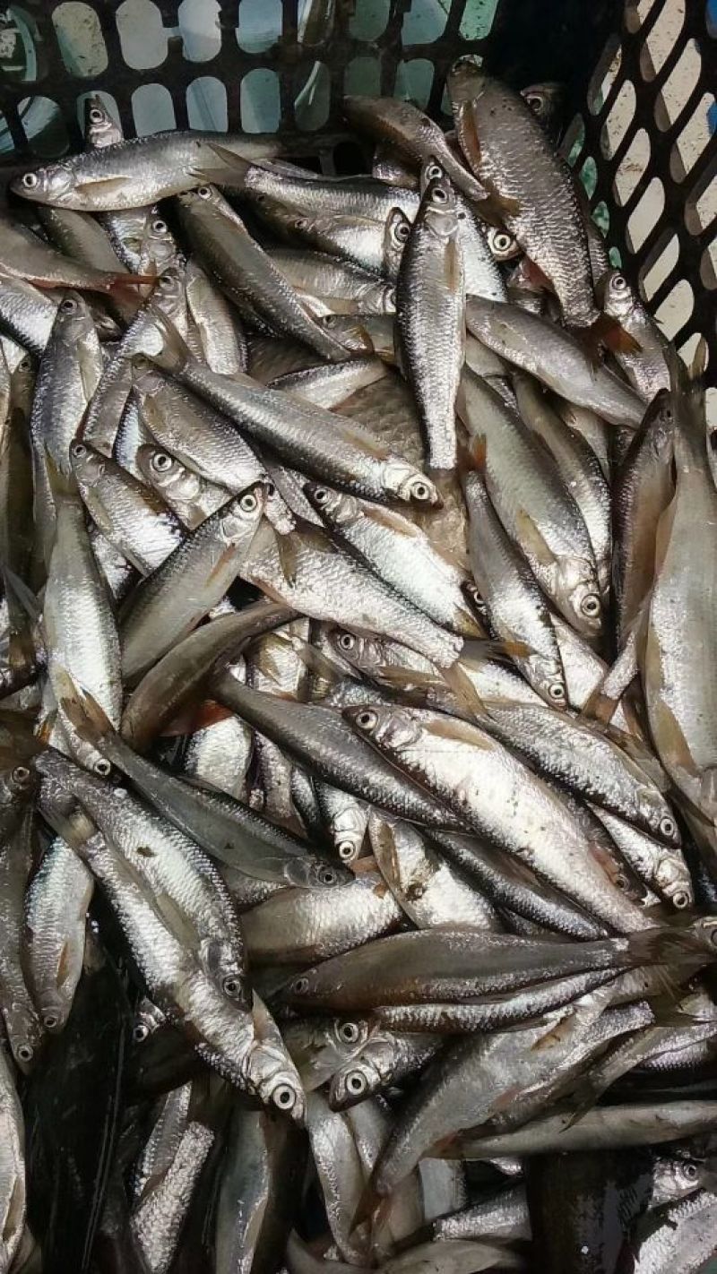餐鲦鱼