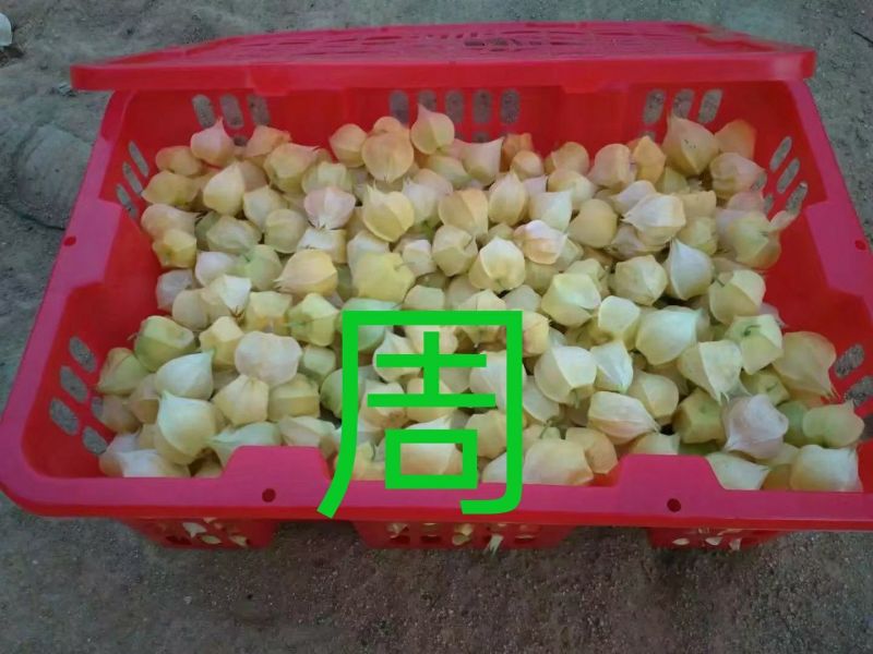黄菇茑莫旗